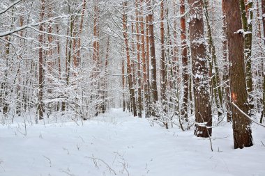Kış ormanı karla kaplı.