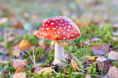 Kırmızı kafa ile mantar amanita yakın çekim.