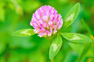 Yonca çiçeği yaklaş..