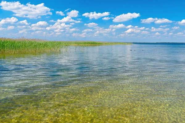 Lago Com Água Limpa Juncos Dia Ensolarado Céu Azul Com — Fotografia de Stock