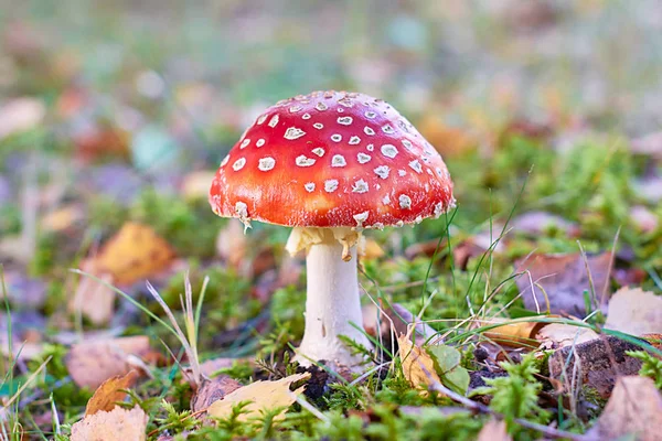 Pilz Amanita Mit Rotem Kopf Aus Nächster Nähe — Stockfoto