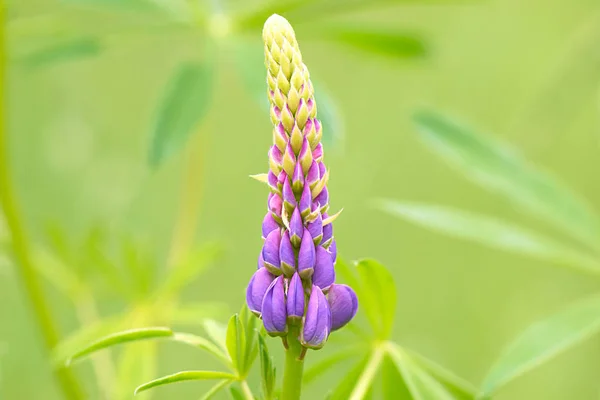 Blå Blommor Lupin Närbild — Stockfoto