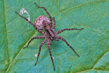 Yapraktaki örümcek Yaklaş.
