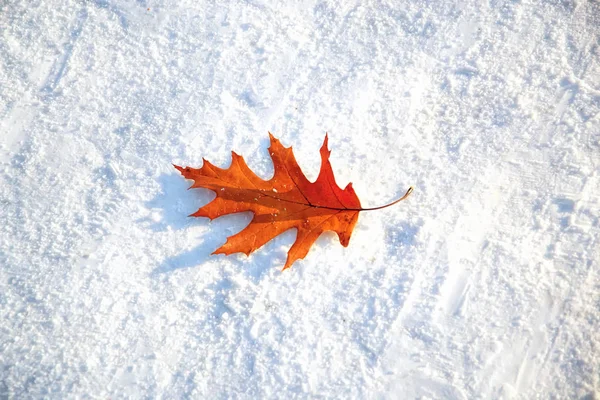 Feuille Érable Sur Neige — Photo