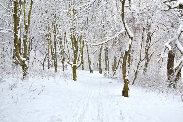 Trees Snow Winter Park — Stock Photo, Image