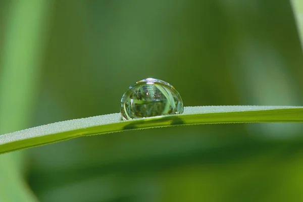 Wassertropfen Auf Einem Grashalm — Stockfoto