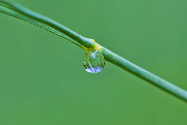 Water Drop Grass Stalk — Stock Photo, Image