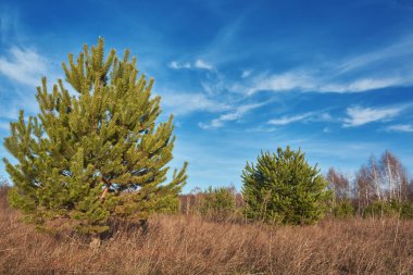 Çam ve huş ağaçları çayırlarda.