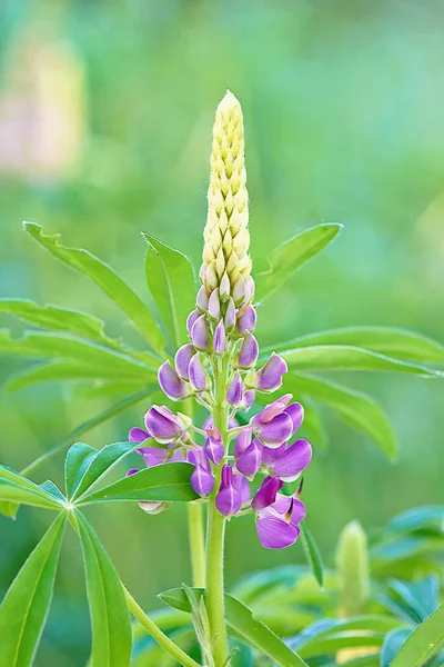 Blå Blommor Lupin Närbild — Stockfoto