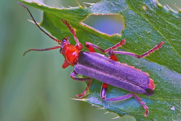 Käfer Auf Blatt Nahaufnahme — Stockfoto