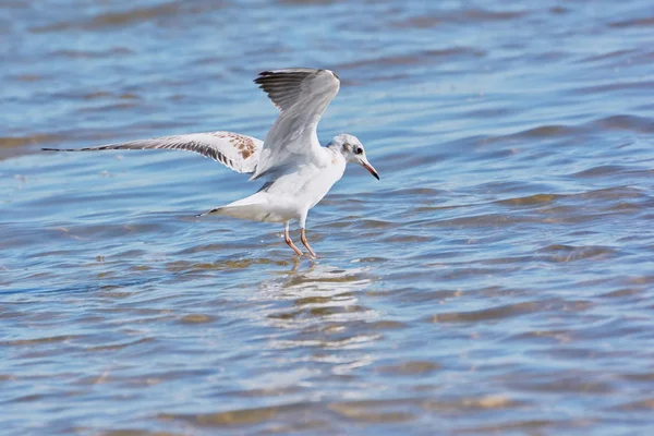 Gabbiano Che Sorvola Lago Riflesso Nell Acqua — Foto Stock