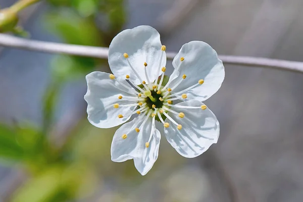 Třešňový Květ Bílý Květ — Stock fotografie