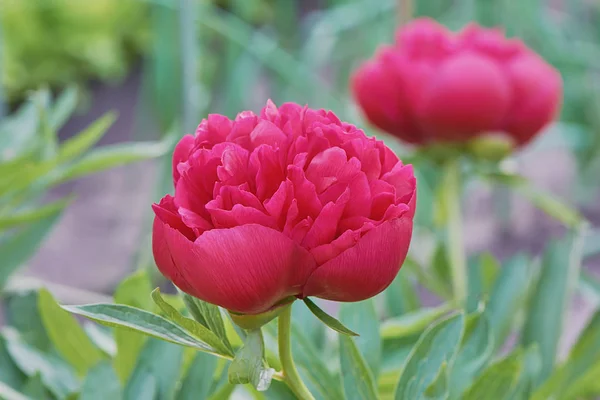 Red peony flower close-up. — Stock Image Red Peony Flower Close Stock Image