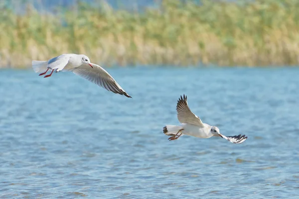 Las Gaviotas Vuelan Sobre Lago —  Fotos de Stock