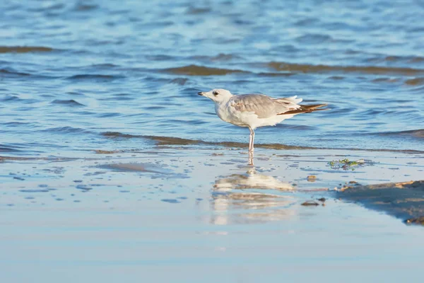 Seagull Walking Shore Lake Reflected Wet Sand Morning Light — Stock Photo, Image