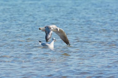 Suya yansıyan bir göl üzerinde uçan martı.