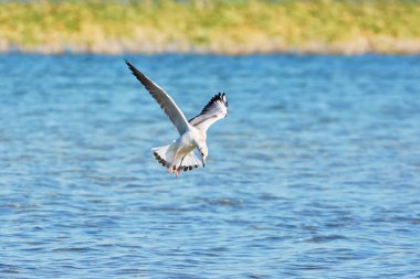 Martı gölün üzerinde uçuyor..