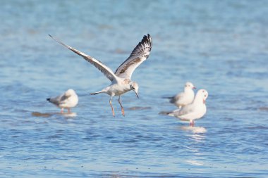Göl üzerinde martı sinek.