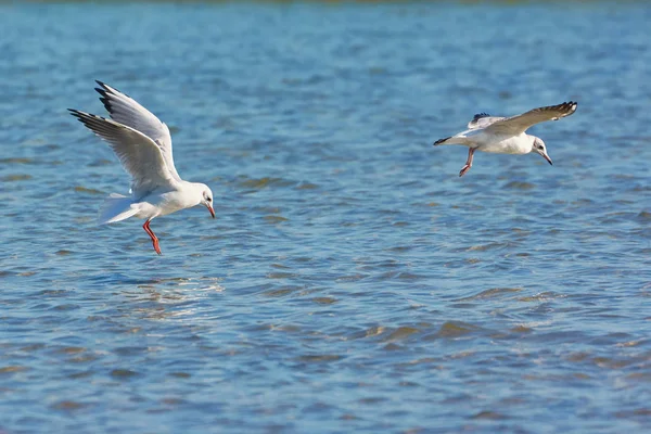 Gaivotas Voam Sobre Lago — Fotografia de Stock