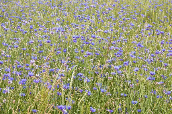 Hintergrund Blaues Kornblumenfeld Nahaufnahme — Stockfoto