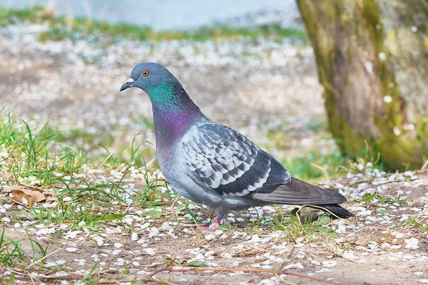 Gray pigeon on the ground land covered with blossoms in spring.