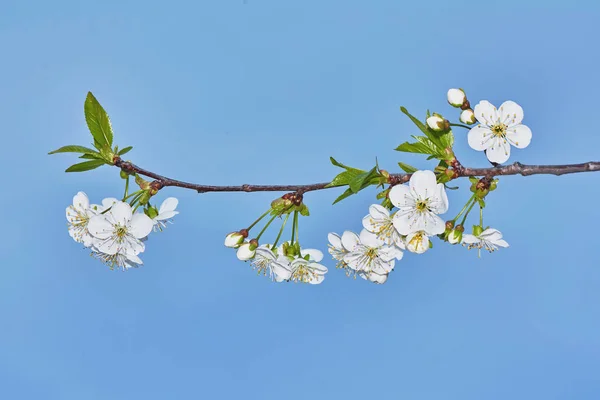 Fiori Ciliegio Fiori Bianchi Uno Sfondo Cielo Blu — Foto Stock