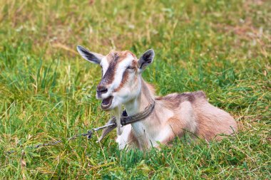 Bir çayır keçi zinciri perçinli oturur.