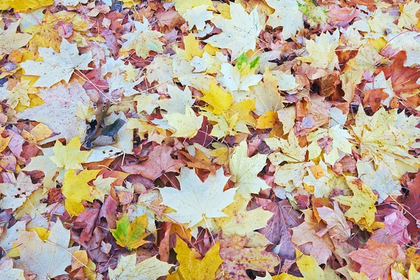 Hintergrund Herbst Der Abgefallenen Blätter — Stockfoto