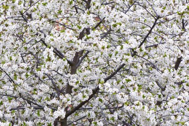 Arka plan - kiraz ağacı bir çiçeği bahar.