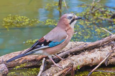 Bir dal su birikintisi üzerinde Jay kuş.