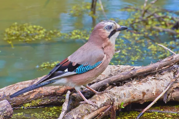 Jay bird on a twig over the water pond.