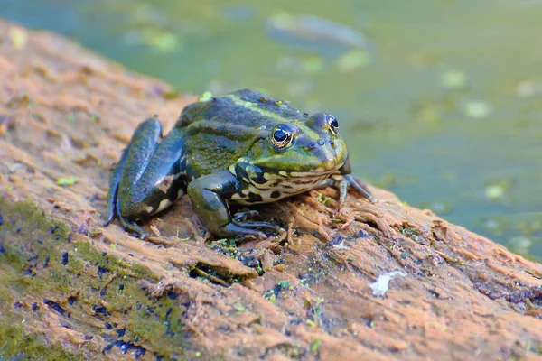 Sapo Uma Árvore Perto Lago — Fotografia de Stock