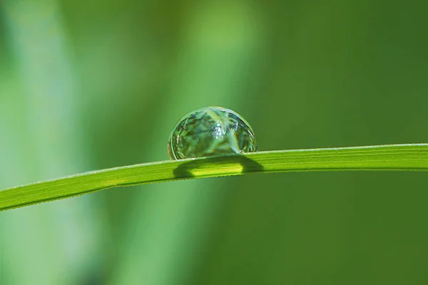 Water Drop Blade Grass — Stock Photo, Image