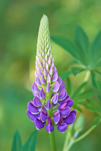 Blå Blommor Lupin Närbild — Stockfoto
