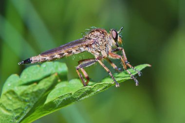 Atsineği yaprak yakın Tarih.