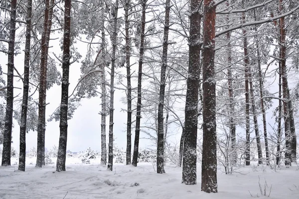Paisaje Invernal Bosque Cubierto Nieve — Foto de Stock