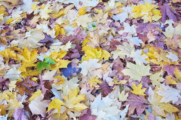 Pozadí Žluté Podzimní Listí — Stock fotografie