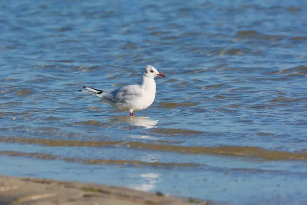 Gabbiano Che Cammina Sul Lago Riflesso Nell Acqua — Foto Stock