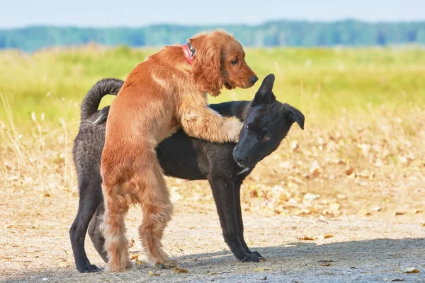 Twee Honden Spelen Zomer — Stockfoto