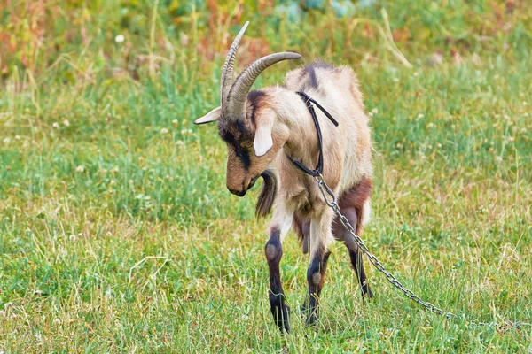 Getbete Ängen — Stockfoto