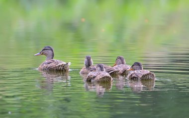 Yaban ördeği aile sonbaharda gölet üzerinde.