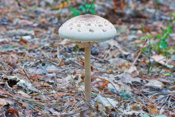 Amanita Champiñones Blancos Bosque Cerca — Foto de Stock