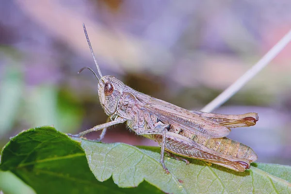 Grasshopper Primer Plano Hoja — Foto de Stock