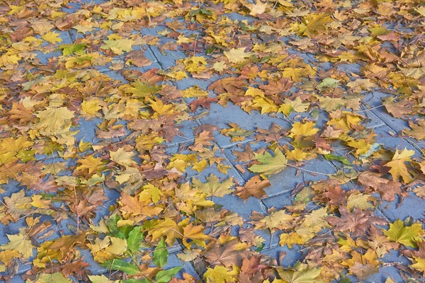 Foglie Cadute Nel Parco Pista — Foto Stock