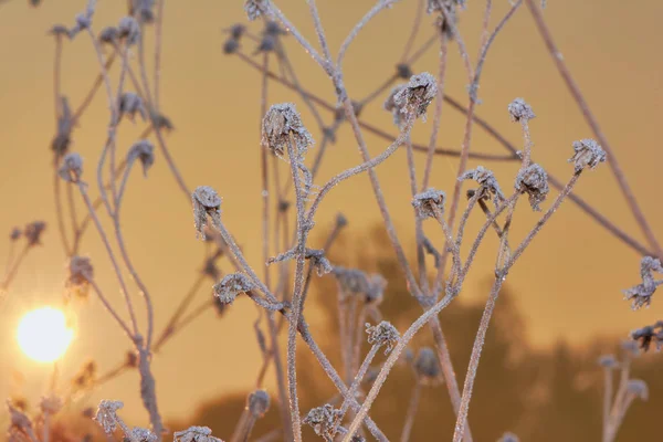 Contexte Plantes Couvertes Givre Aube — Photo