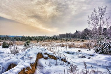 Kış manzarası. Karlı alan, genç çam, huş ağacı ahşap ve arka planda frost ile kaplıdır. Akşam günbatımı.