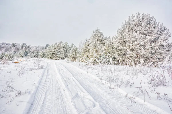 Winter Landscape Dirt Road Midst Young Forest — Stock Photo, Image