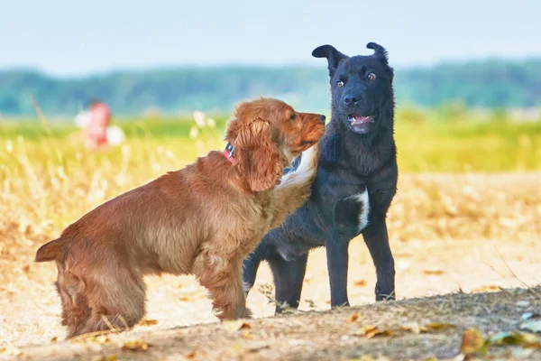 夏に遊ぶ 匹の犬 — ストック写真