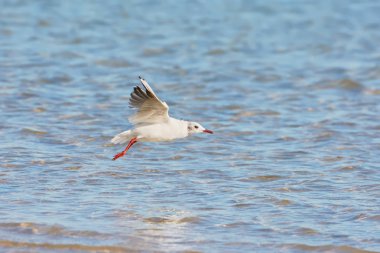 Göl üzerinde martı sinek.