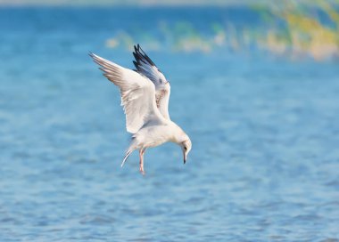 Suya yansıyan bir göl üzerinde uçan martı.